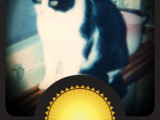 Svartvit Katt (Exalted Beer)